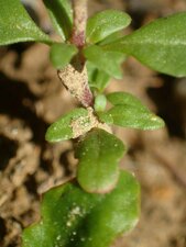 Clarkia purpurea quadrivulnera Shoot